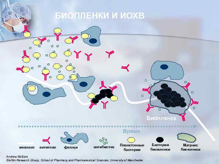 БИОПЛЕНКИ И ИОХВ Биопленка Время имплант антитело фагоцит антибиотик Планктонные бактерии Andrew Mc. Bain