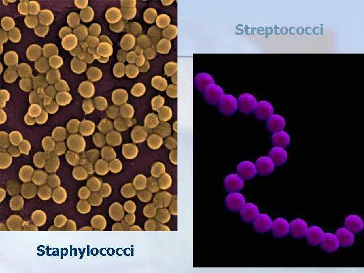 Staphylococci Streptococci 
