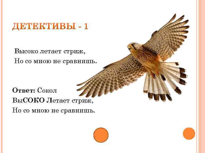 Высоко летает стриж, Но со мною не сравнишь. Ответ: Сокол Вы. СОКО Летает стриж,
