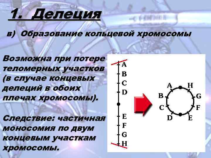 1. Делеция в) Образование кольцевой хромосомы Возможна при потере теломерных участков (в случае концевых