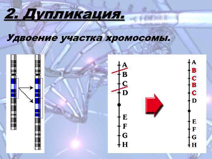 Сопоставьте рисунки и названия хромосомных мутаций