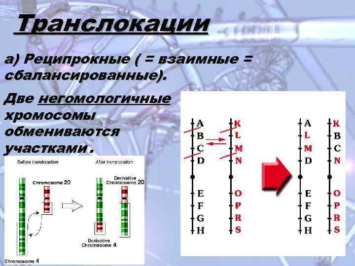 На какой из картинок изображена хромосомная мутация транслокация