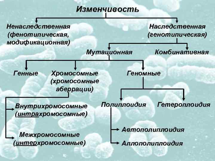 Изменчивость Ненаследственная (фенотипическая, модификационная) Наследственная (генотипическая) Мутационная Генные Хромосомные (хромосомные аберрации) Внутрихромосомные (интрахромосомные) Межхромосомные