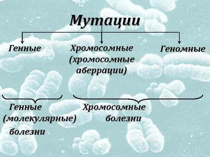 Хромосомные мутации картинки для презентации