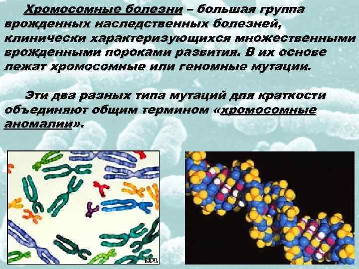 На какой из картинок изображена хромосомная мутация транслокация