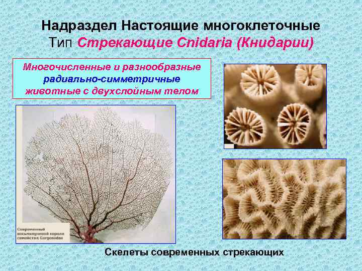 Надраздел Настоящие многоклеточные Тип Стрекающие Cnidaria (Книдарии) Многочисленные и разнообразные радиально-симметричные животные с двухслойным