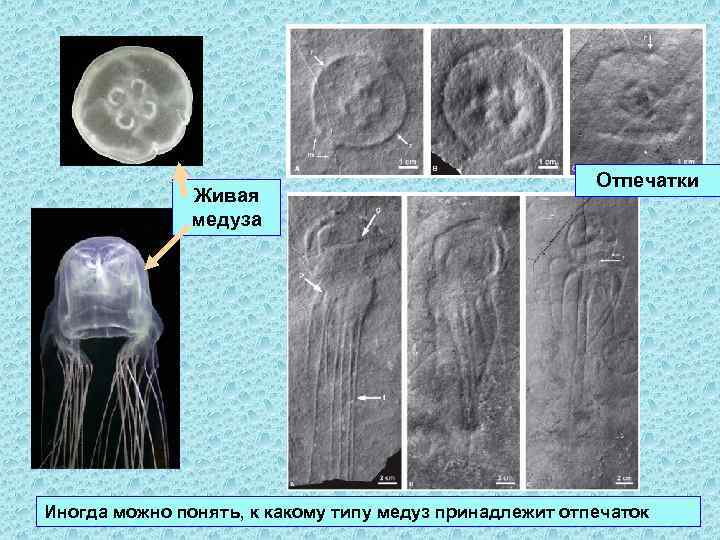 Живая медуза Отпечатки Иногда можно понять, к какому типу медуз принадлежит отпечаток 