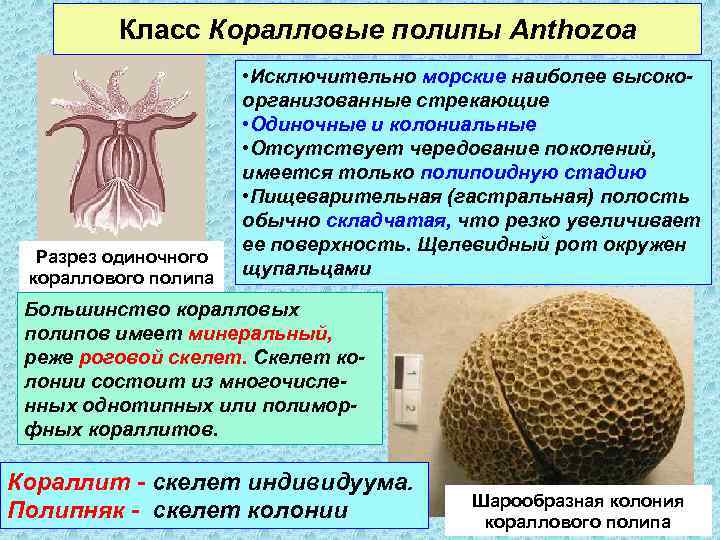 Класс Коралловые полипы Anthozoa Разрез одиночного кораллового полипа • Исключительно морские наиболее высокоорганизованные стрекающие