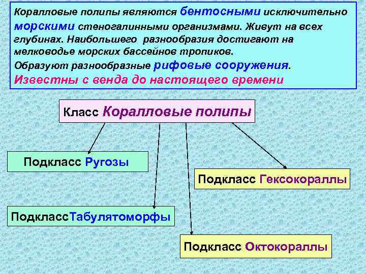 Коралловые полипы являются бентосными исключительно морскими стеногалинными организмами. Живут на всех глубинах. Наибольшего разнообразия