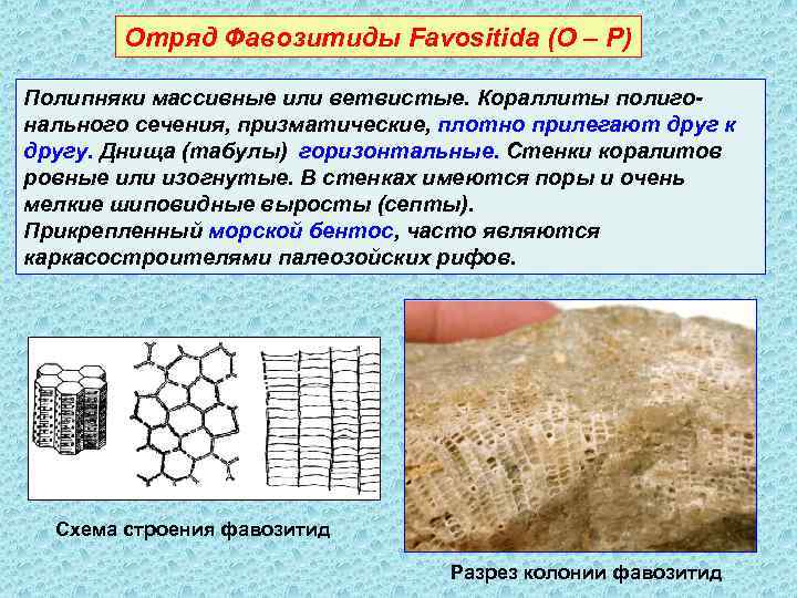 Отряд Фавозитиды Favositida (O – P) Полипняки массивные или ветвистые. Кораллиты полигонального сечения, призматические,