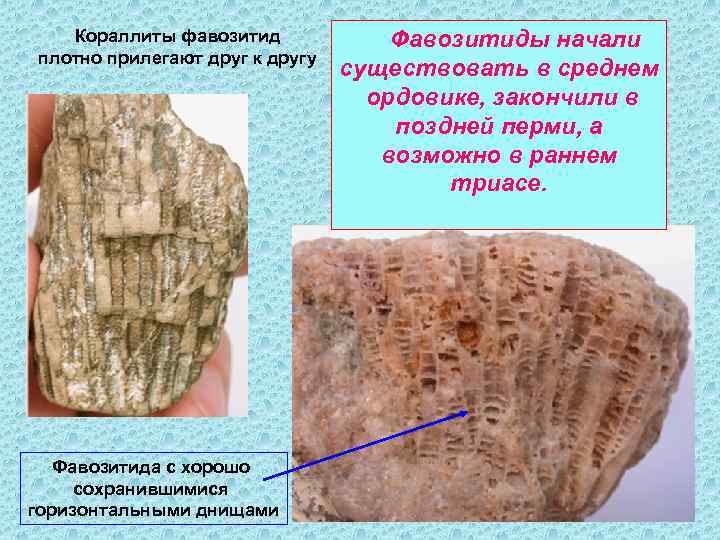 Кораллиты фавозитид плотно прилегают друг к другу Фавозитида с хорошо сохранившимися горизонтальными днищами Фавозитиды