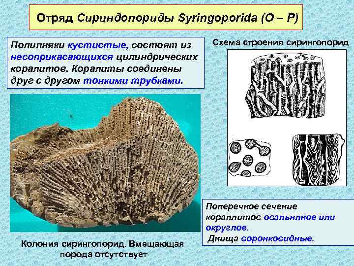 Отряд Сириндопориды Syringoporida (О – Р) Полипняки кустистые, состоят из несоприкасающихся цилиндрических коралитов. Коралиты