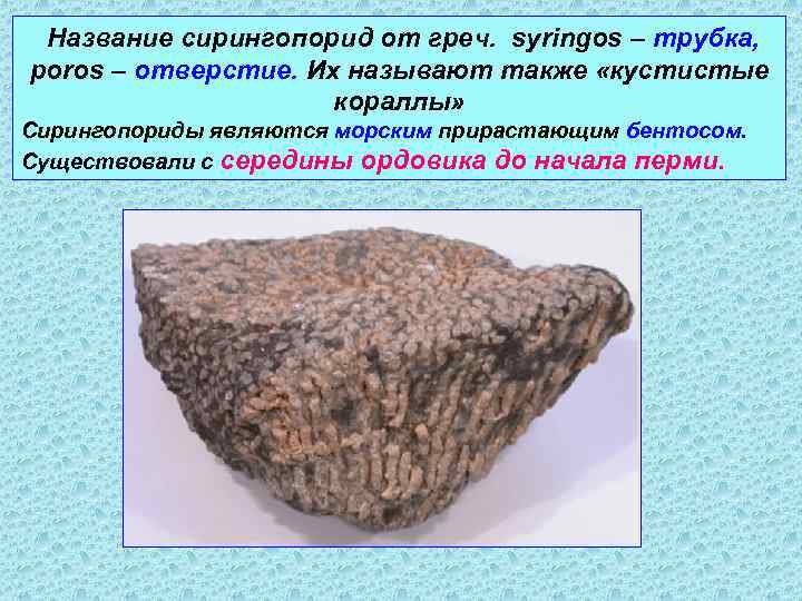 Название сирингопорид от греч. syringos – трубка, poros – отверстие. Их называют также «кустистые