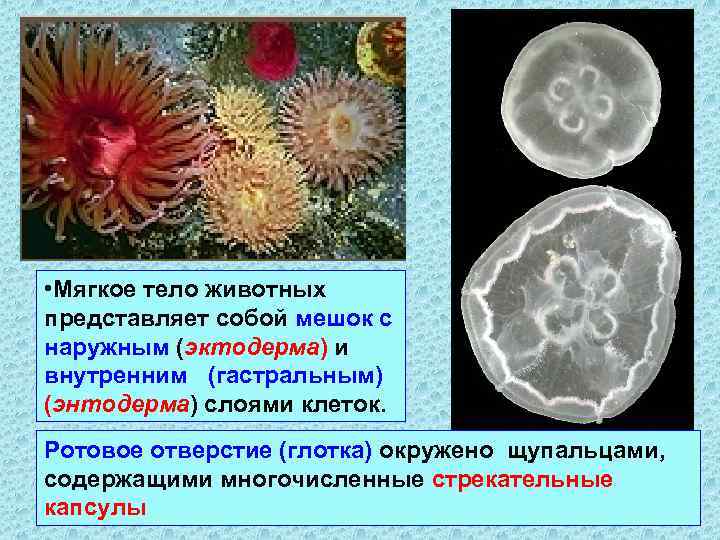  • Мягкое тело животных представляет собой мешок с наружным (эктодерма) и внутренним (гастральным)