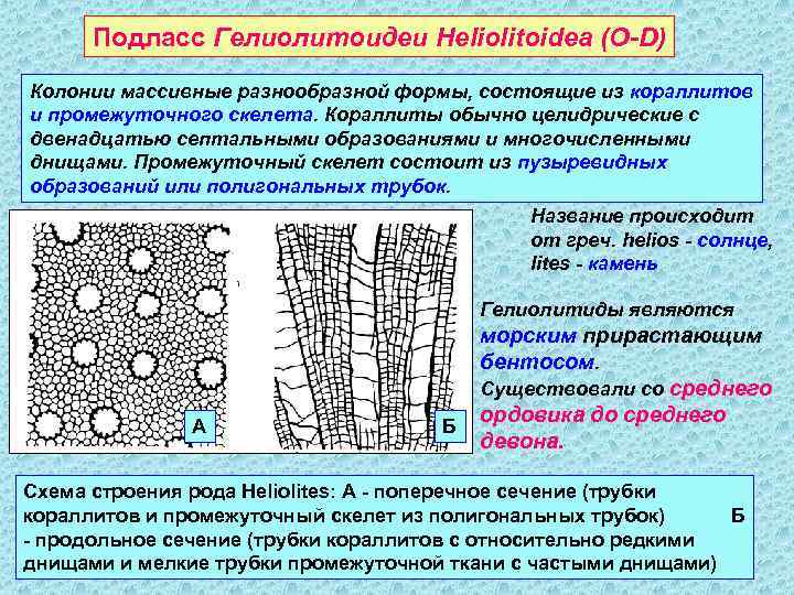 Подласс Гелиолитоидеи Heliolitoidea (O-D) Колонии массивные разнообразной формы, состоящие из кораллитов и промежуточного скелета.