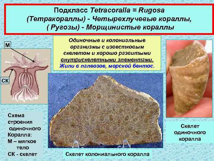 Подкласс Tetracoralla = Rugosa (Тетракораллы) - Четырехлучевые кораллы, ( Ругозы) - Морщинистые кораллы М