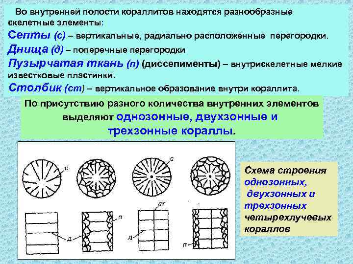 Во внутренней полости кораллитов находятся разнообразные скелетные элементы: Септы (с) – вертикальные, радиально расположенные