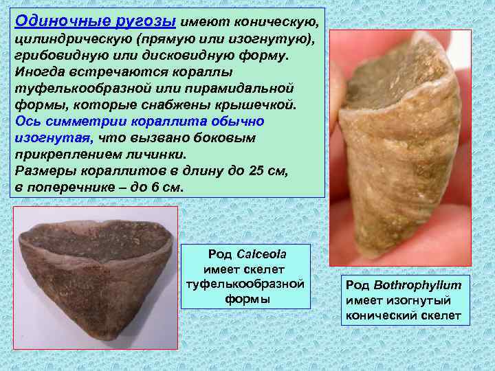 Одиночные ругозы имеют коническую, цилиндрическую (прямую или изогнутую), грибовидную или дисковидную форму. Иногда встречаются