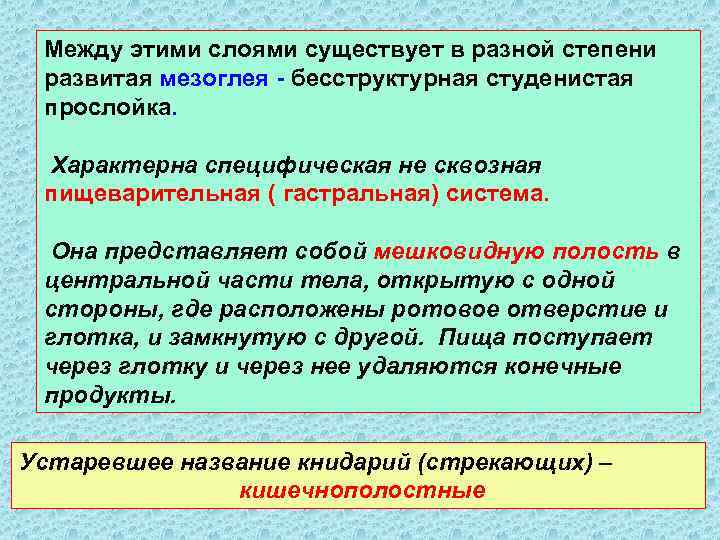 Между этими слоями существует в разной степени развитая мезоглея - бесструктурная студенистая прослойка. Характерна