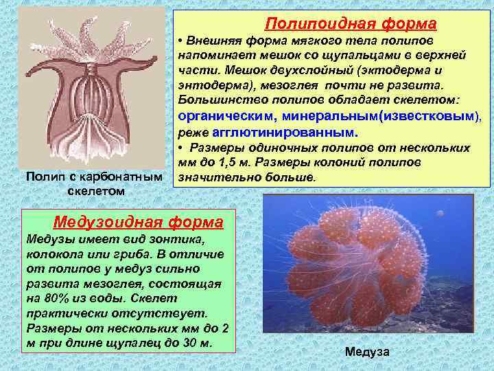 Полипоидная форма • Внешняя форма мягкого тела полипов напоминает мешок со щупальцами в верхней