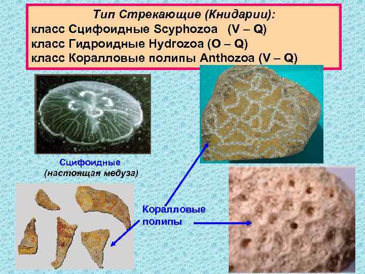 Тип Стрекающие (Книдарии): класс Сцифоидные Scyphozoa (V – Q) класс Гидроидные Hydrozoa (O –