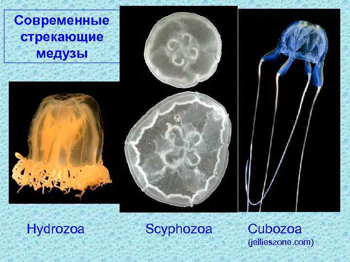 Современные стрекающие медузы Hydrozoa Scyphozoa Cubozoa (jellieszone. com) 