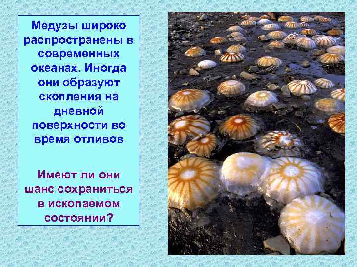 Медузы широко распространены в современных океанах. Иногда они образуют скопления на дневной поверхности во