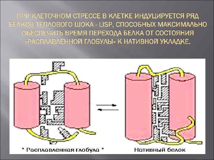 ПРИ КЛЕТОЧНОМ СТРЕССЕ В КЛЕТКЕ ИНДУЦИРУЕТСЯ РЯД БЕЛКОВ ТЕПЛОВОГО ШОКА - LISP, СПОСОБНЫХ МАКСИМАЛЬНО