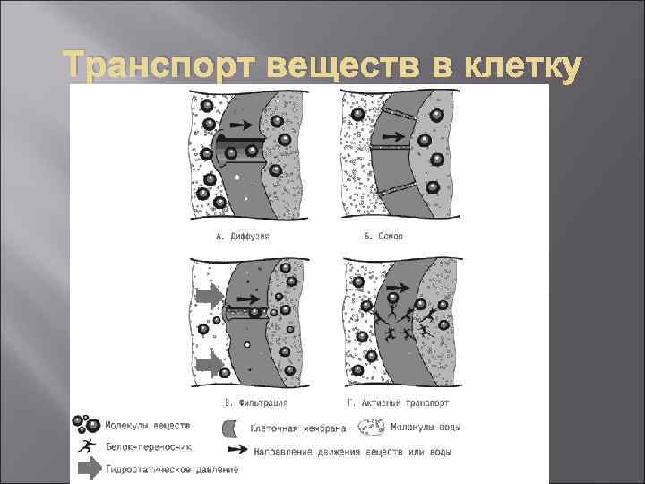 Транспорт веществ в клетку 
