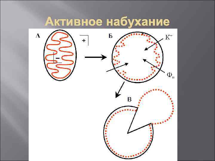 Активное набухание 