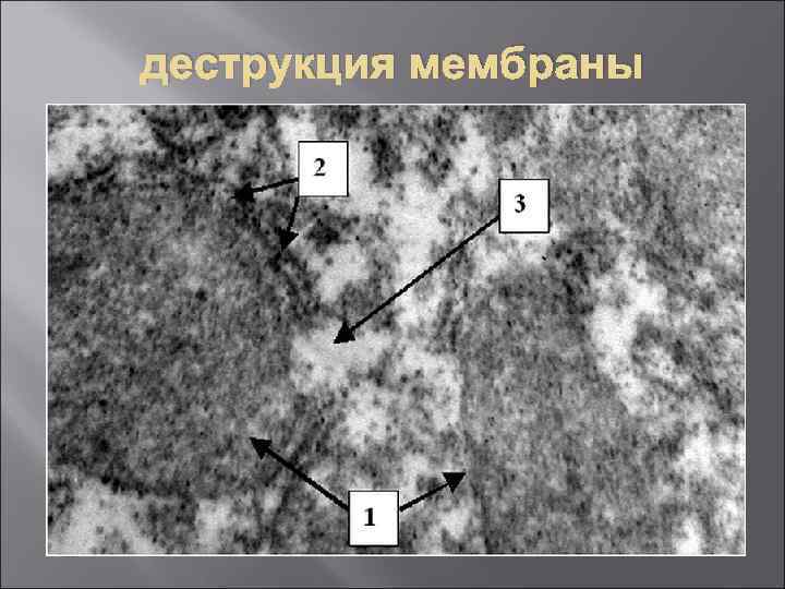 деструкция мембраны 