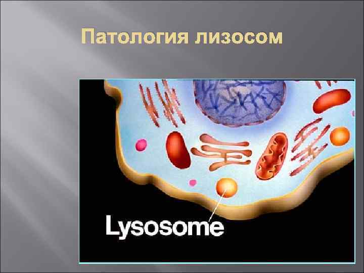Патология лизосом 