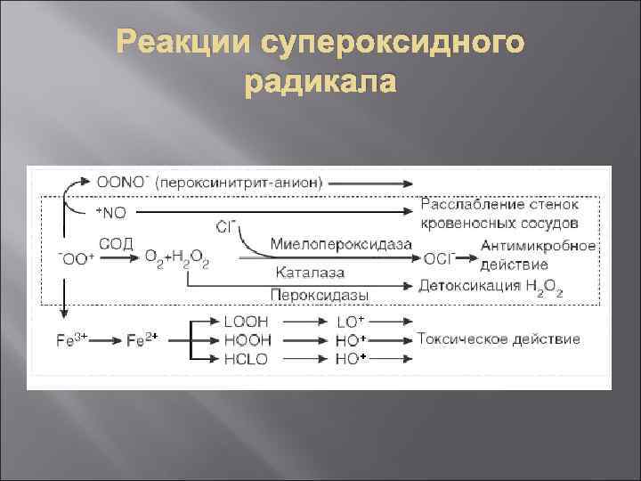 Реакции супероксидного радикала 