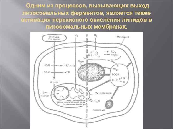 Одним из процессов, вызывающих выход лизосомальных ферментов, является также активация перекисного окисления липидов в