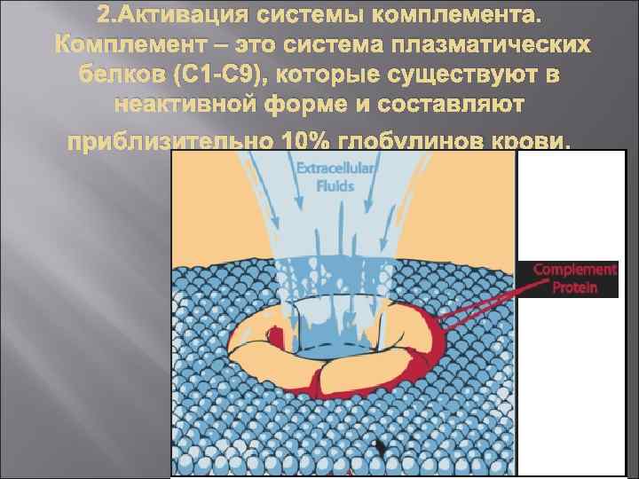 2. Активация системы комплемента. Комплемент – это система плазматических белков (C 1 -C 9),
