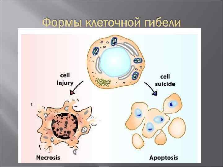Формы клеточной гибели 