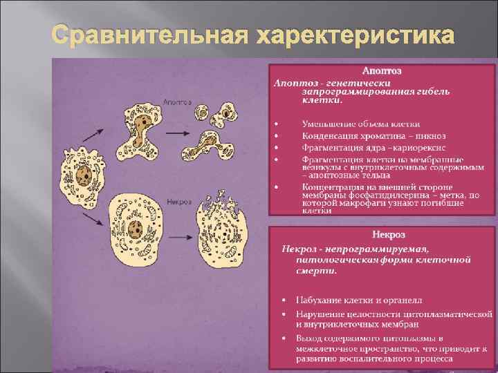 Сравнительная харектеристика 