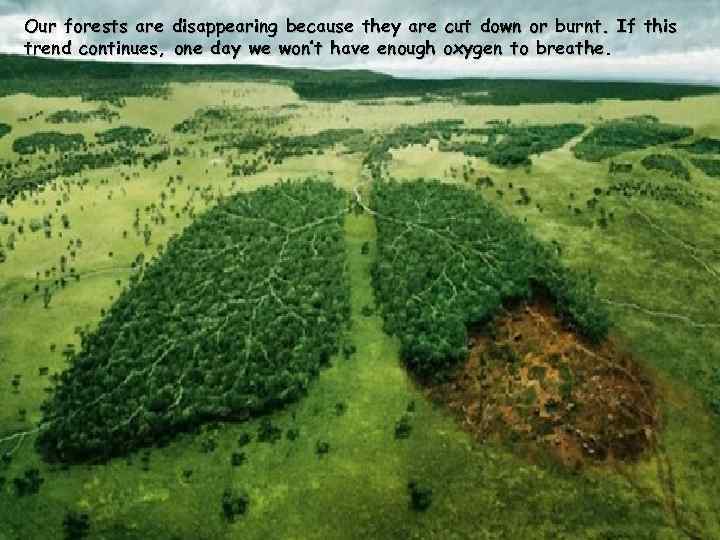 Our forests are disappearing because they are cut down or burnt. If this trend