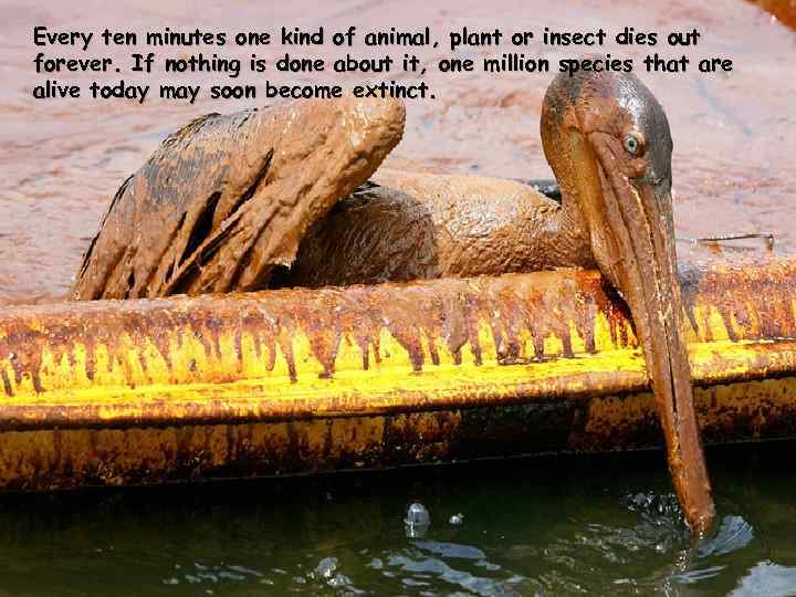 Every ten minutes one kind of animal, plant or insect dies out forever. If