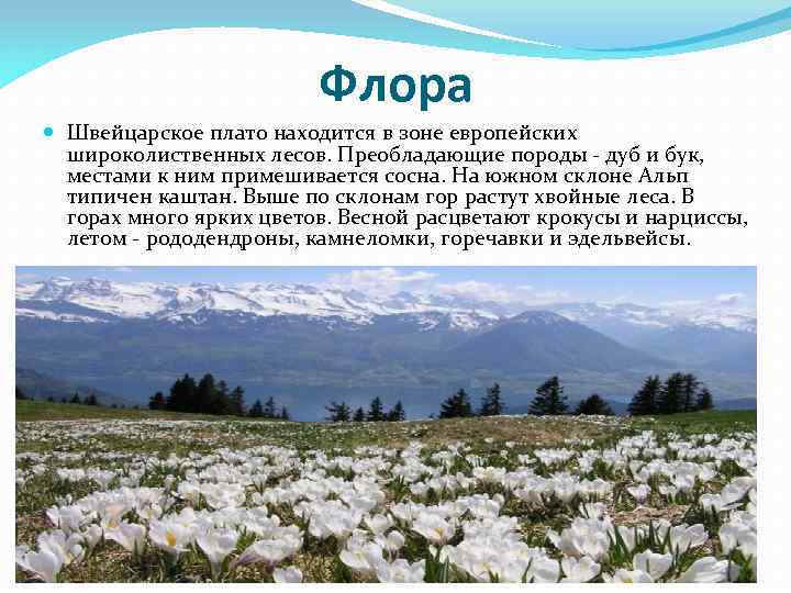 Флора Швейцарское плато находится в зоне европейских широколиственных лесов. Преобладающие породы - дуб и