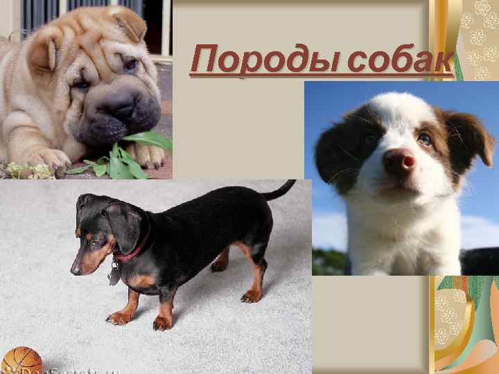 Породы собак 