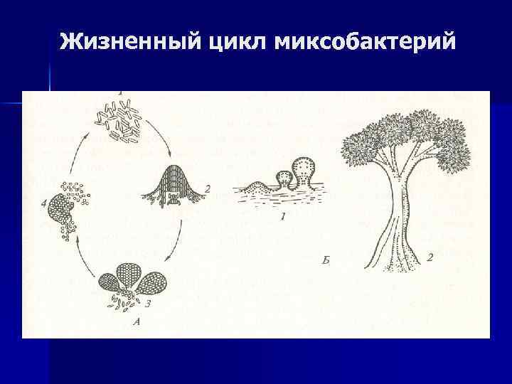 Жизненный цикл миксобактерий 