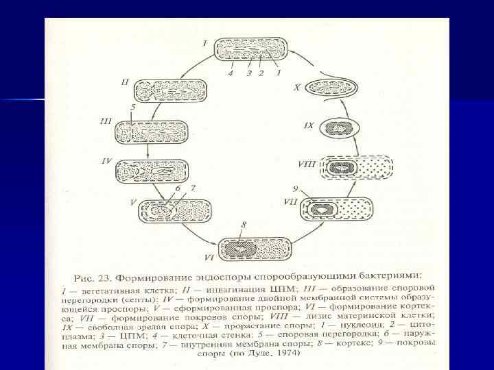 Размножение бактерий происходит по определенному плану