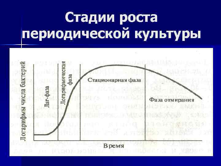 Периодически развития. Стадии роста периодической бактериальной культуры. Фазы роста периодической культуры бактерий. Закономерности роста культур клеток. Кривая роста бактериальной популяции.