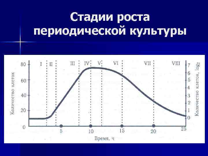 Стадии роста периодической культуры 