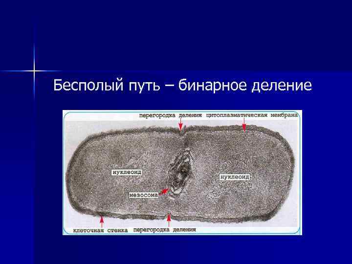 Бесполый путь – бинарное деление 