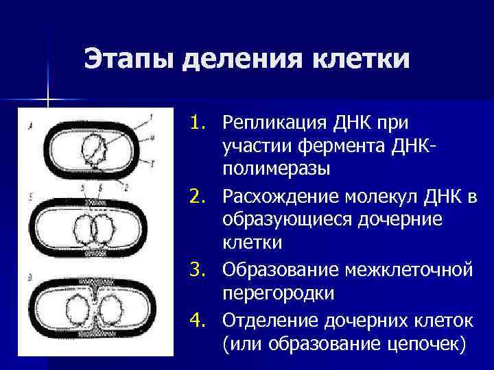 2 типа деления. Этапы деления бактериальной клетки. Этапы размножения бактериальной клетки. Фазы размножения бактерий микробиология. Размножение бактерий микробиология.