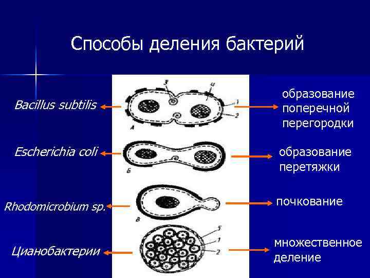 Множественное деление