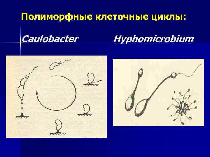 Полиморфные клеточные циклы: Caulobacter Hyphomicrobium 