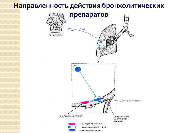 Направленность действия бронхолитических препаратов 